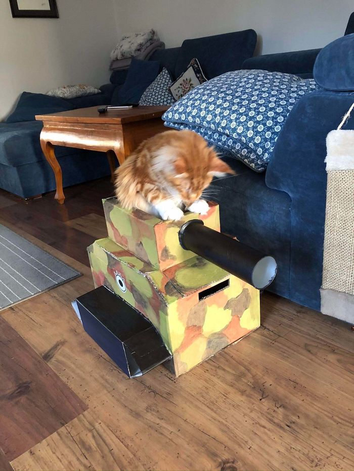 Quarantined-Owners-Build-Cardboard-Cat-Tanks