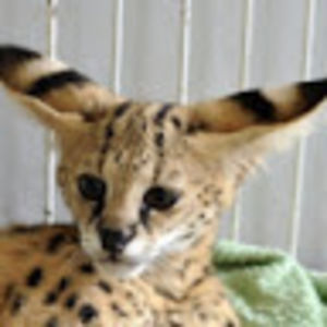 aerabellamorales avatar