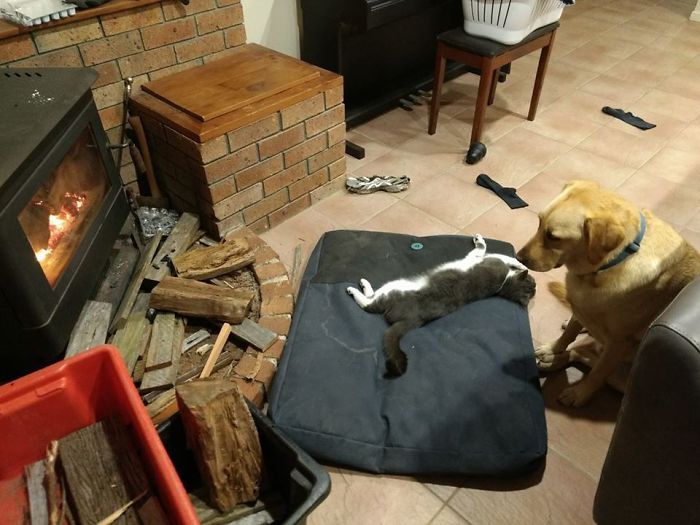 My Sweet Lab Is Too Timid To Kick The Cat Off His Mat, So He Just Stares Forlornly At His Rightful Place By The Fire. I Usually Have To Remove The Cat Myself