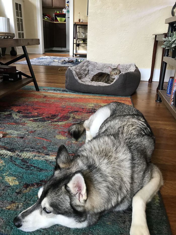 Sad Pupper, Comfy Kitter