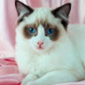 emiliamckiness avatar