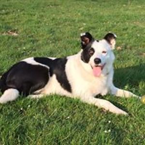 huxfordfamily avatar