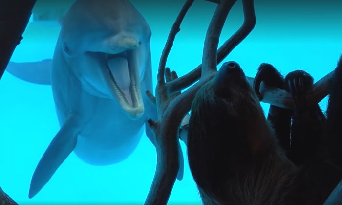 These Dolphins Have Lost Their Minds With Excitement At The Sight Of A Sloth