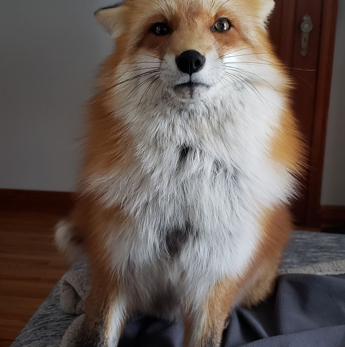 This Sneaky Fox Steals A Woman's Phone, Runs Away While It's Still Recording, Tries To Bury It