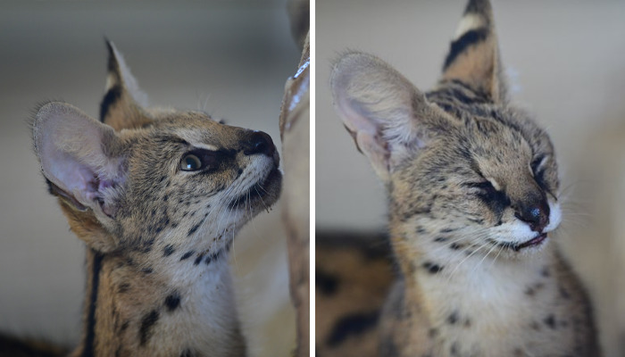 These 20 Animals Show How Exactly We Look Without Contact Lenses