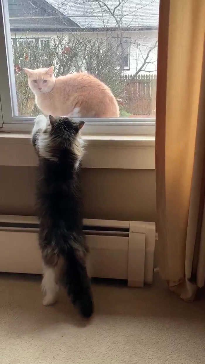 This Weatherman Starts Working From Home, Goes Viral After Cat Joins His Broadcast This Weatherman Starts Working From Home, Goes Viral After Cat Joins His Broadcast