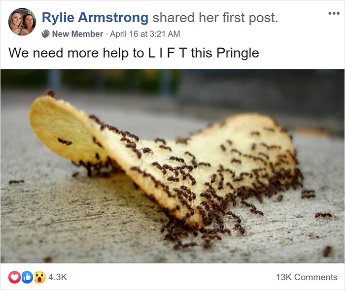 This Facebook Group Is Dedicated To People Pretending To Be Ants This Facebook Group Is Dedicated To People Pretending To Be Ants