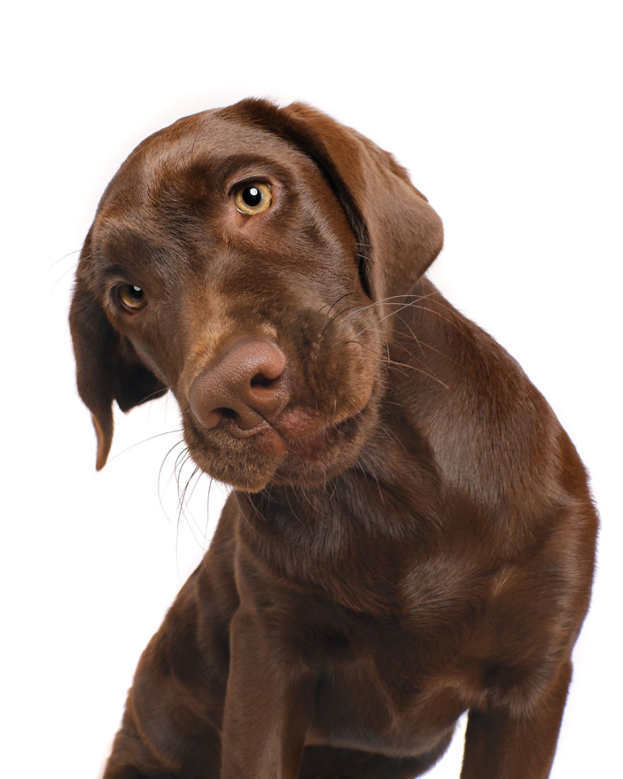 Nala, The Labrador Puppy