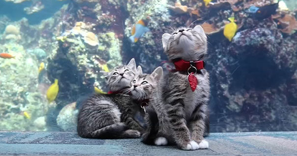These Kittens And Pups Got To Explore A Giant Aquarium And It's Probably What We All Need In These Dark Times (32 Pics) These Kittens And Pups Got To Explore A Giant Aquarium And It's Probably What We All Need In These Dark Times (32 Pics)