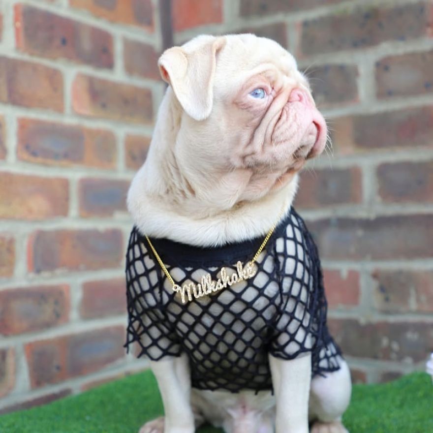 Meet Milkshake, The Albino Pug That Is Going Viral