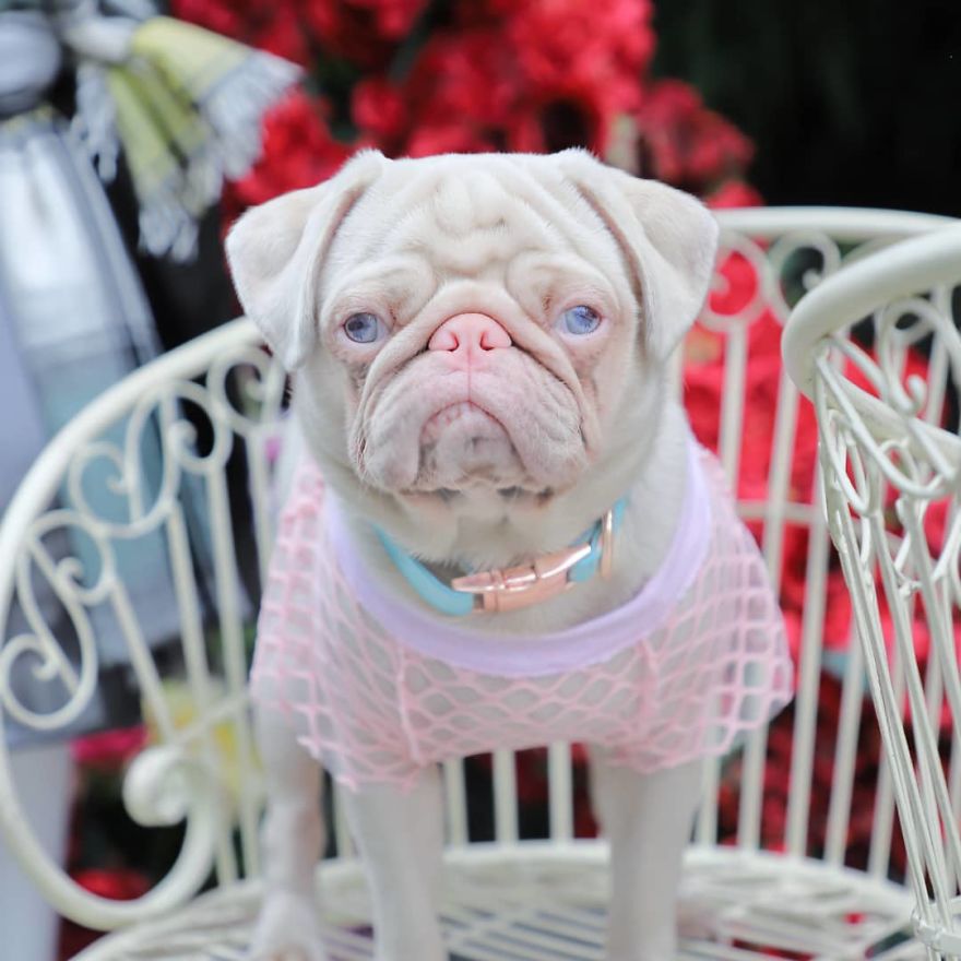 Meet Milkshake, The Albino Pug That Is Going Viral