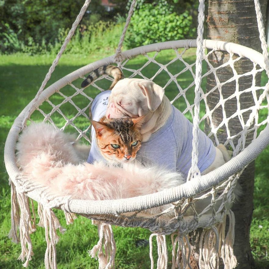 Meet Milkshake, The Albino Pug That Is Going Viral
