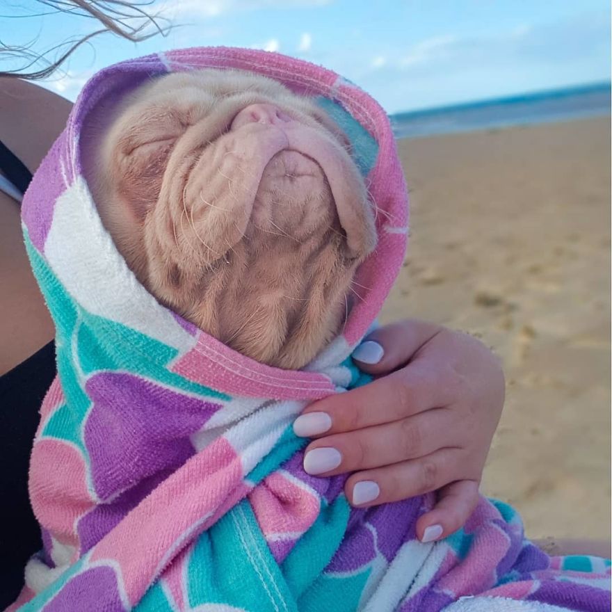 Meet Milkshake, The Albino Pug That Is Going Viral