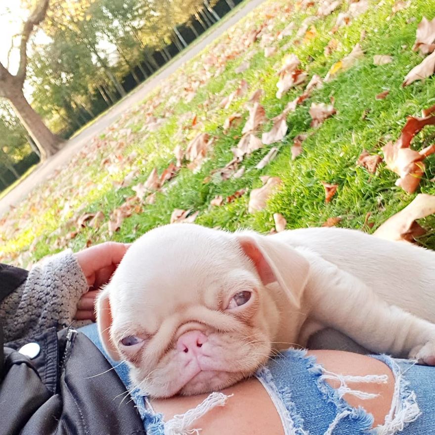 Meet Milkshake, The Albino Pug That Is Going Viral