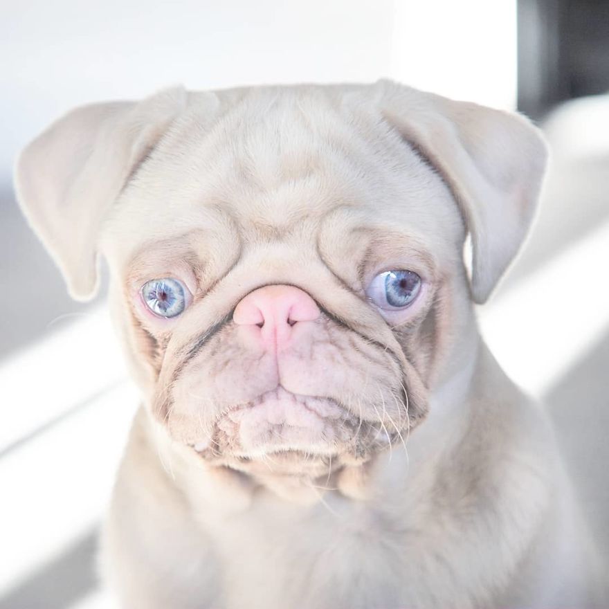 Meet Milkshake, The Albino Pug That Is Going Viral