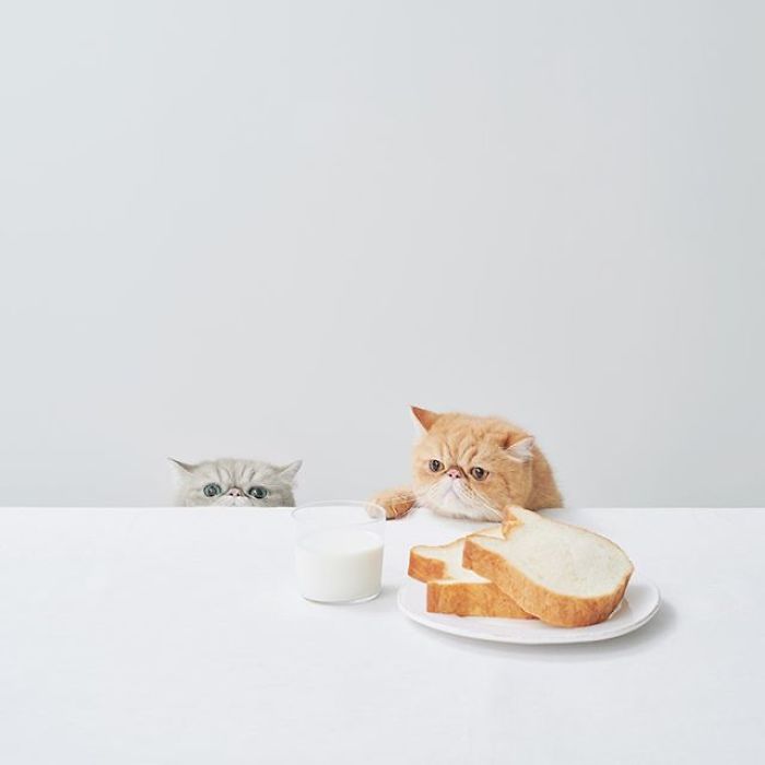 Japanese Bakery Makes Cat-Shaped Breads And They're Just Too Adorable