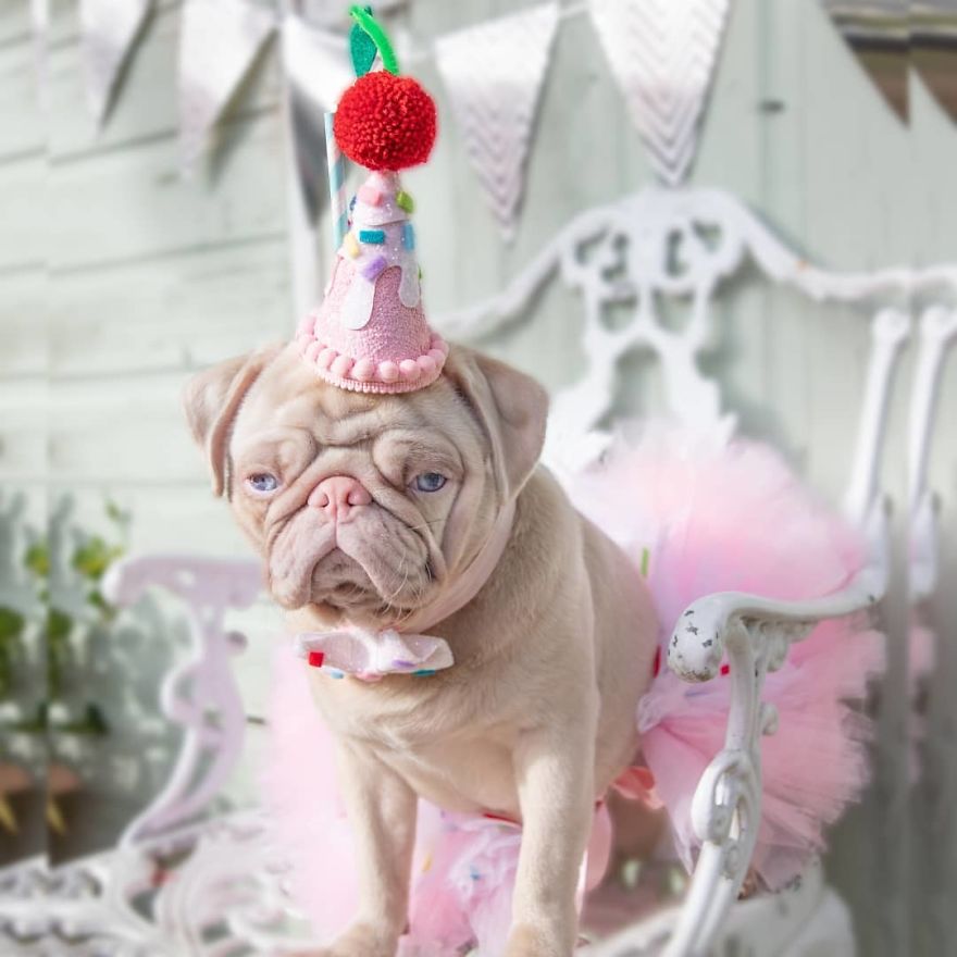 Meet Milkshake, The Albino Pug That Is Going Viral