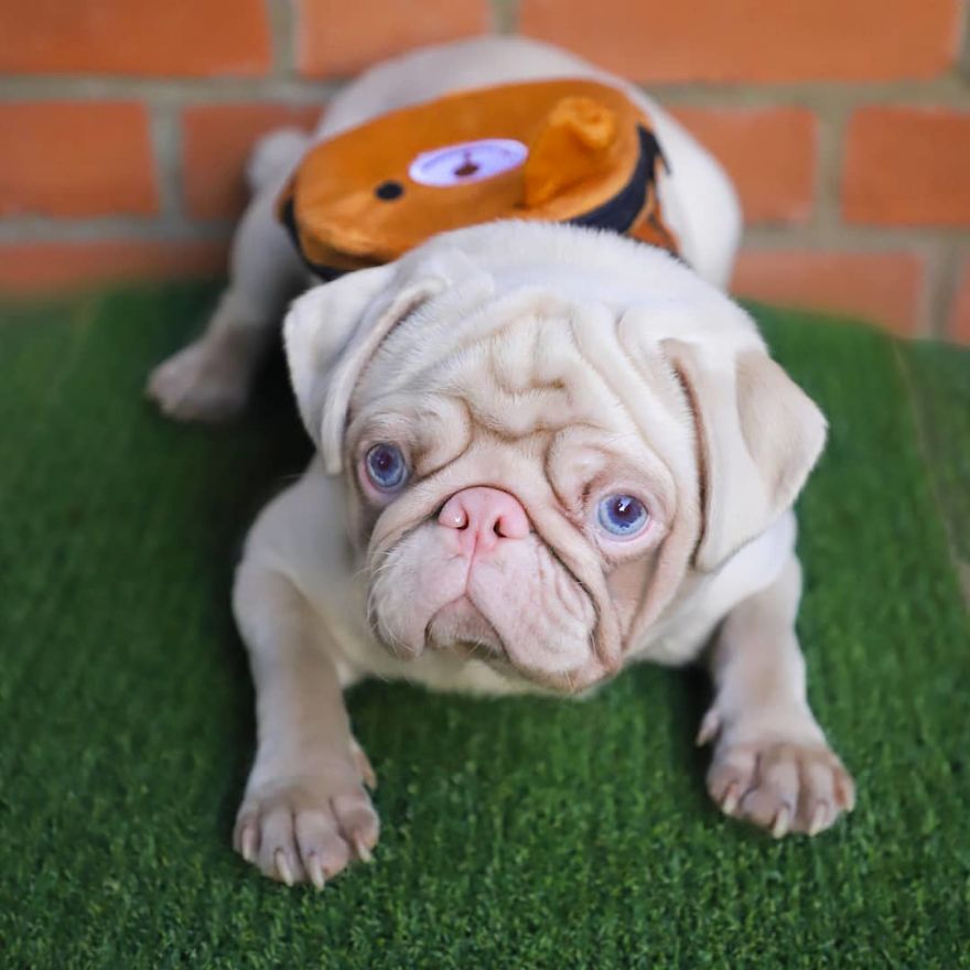 Meet Milkshake, The Albino Pug That Is Going Viral