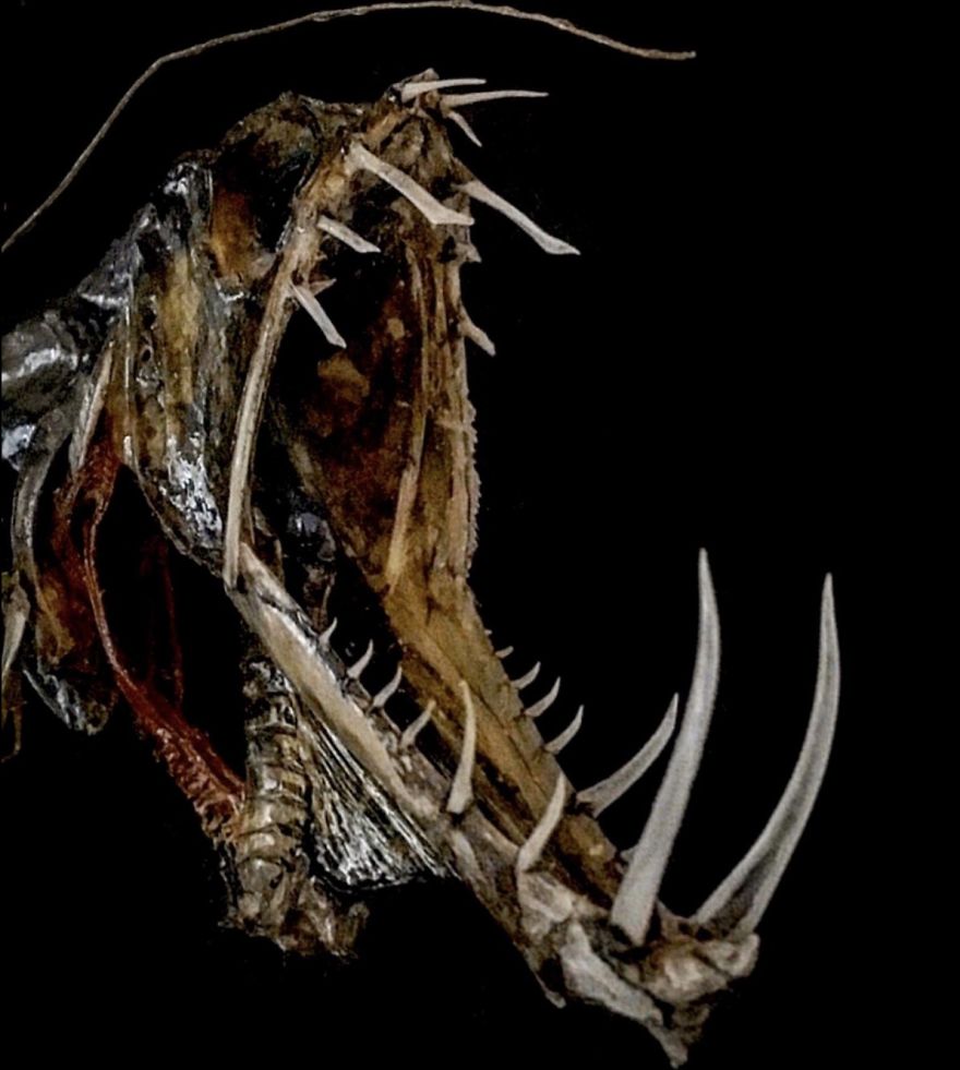 I Taxidermy Deep Sea Fish For Museums I Taxidermy Deep Sea Fish For Museums