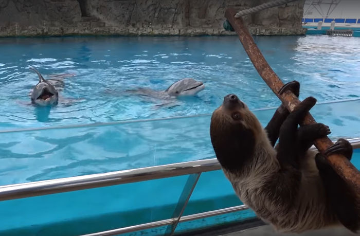 These Dolphins Have Lost Their Minds With Excitement At The Sight Of A Sloth