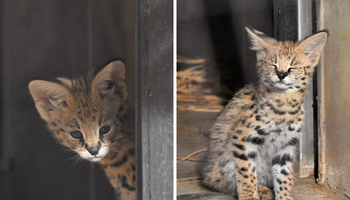 These 20 Animals Show How Exactly We Look Without Contact Lenses