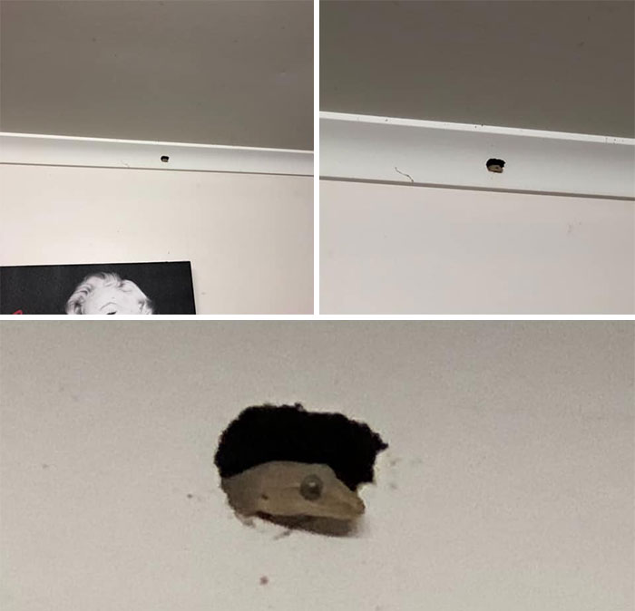 That’s The Third Time I’ve Plastered That Hole. Finally Found The Culprit