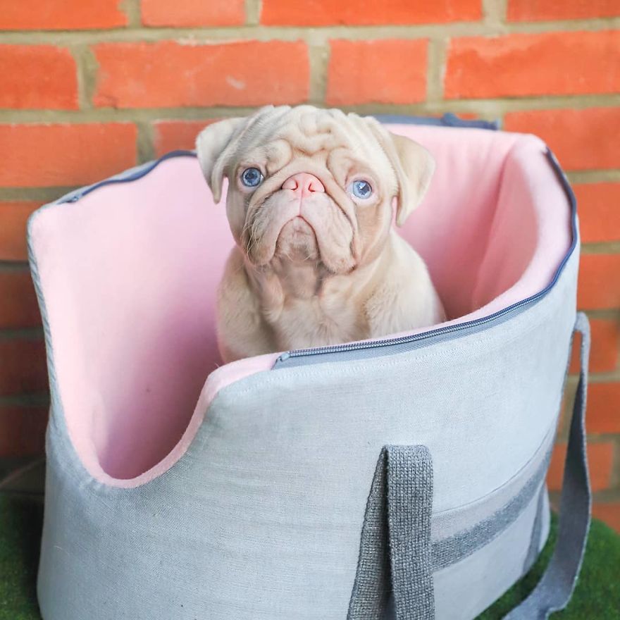 Meet Milkshake, The Albino Pug That Is Going Viral