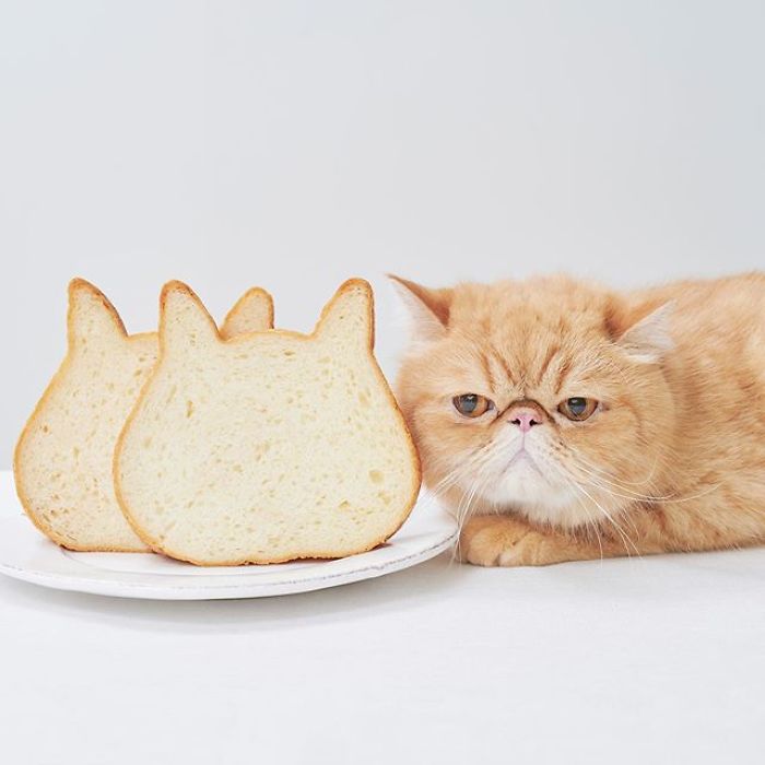 Japanese Bakery Makes Cat-Shaped Breads And They're Just Too Adorable Japanese Bakery Makes Cat-Shaped Breads And They're Just Too Adorable