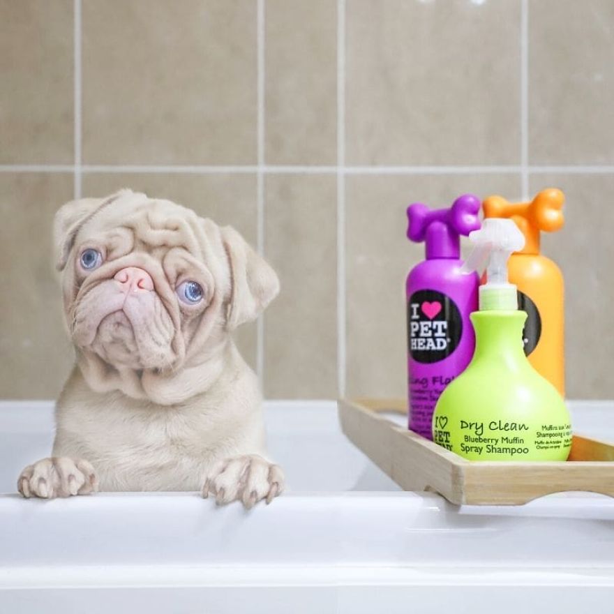 Meet Milkshake, The Albino Pug That Is Going Viral