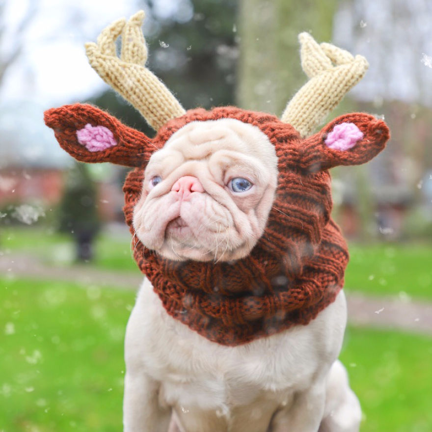 Meet Milkshake, The Albino Pug That Is Going Viral