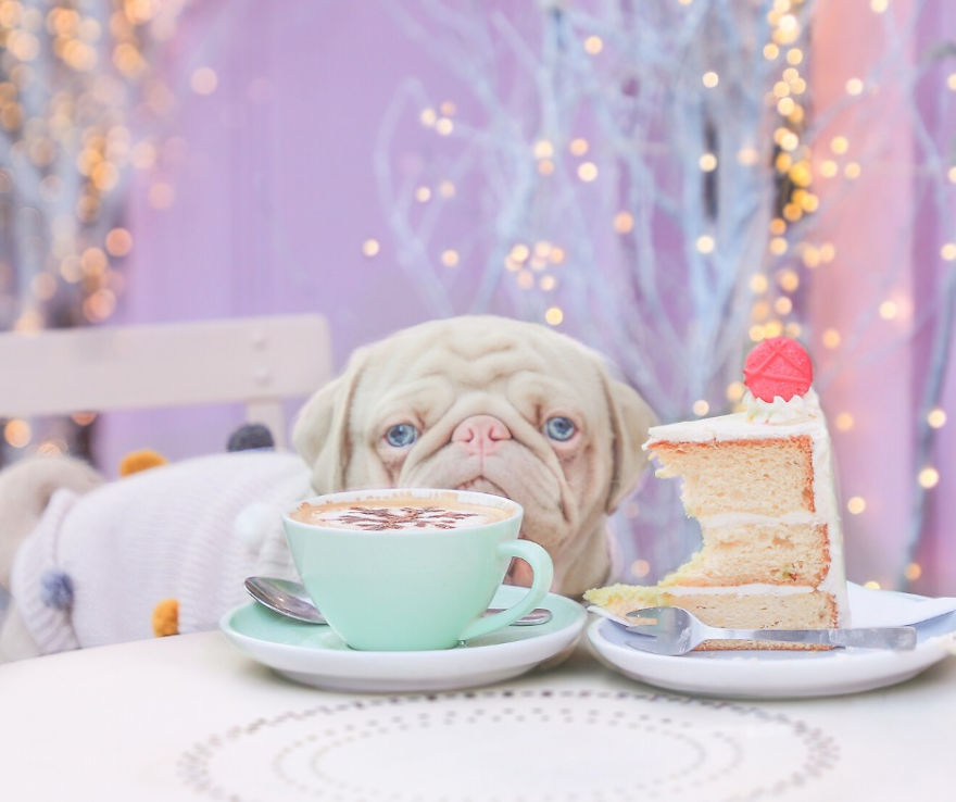 Meet Milkshake, The Albino Pug That Is Going Viral