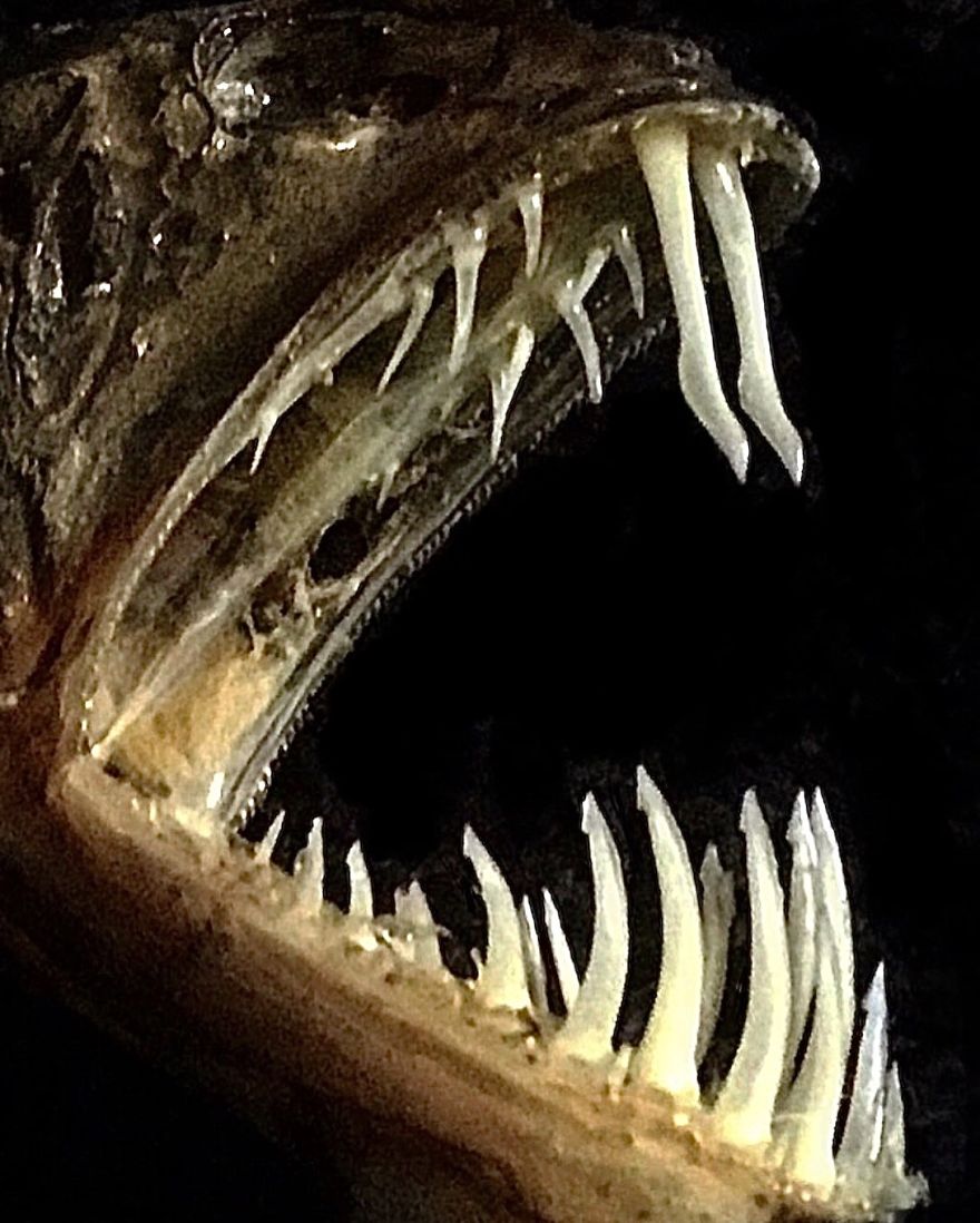 I Taxidermy Deep Sea Fish For Museums I Taxidermy Deep Sea Fish For Museums