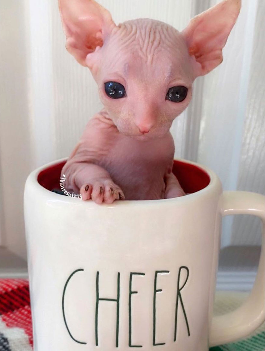 Your Pets Can Help You More Than You Think During This Tough Time