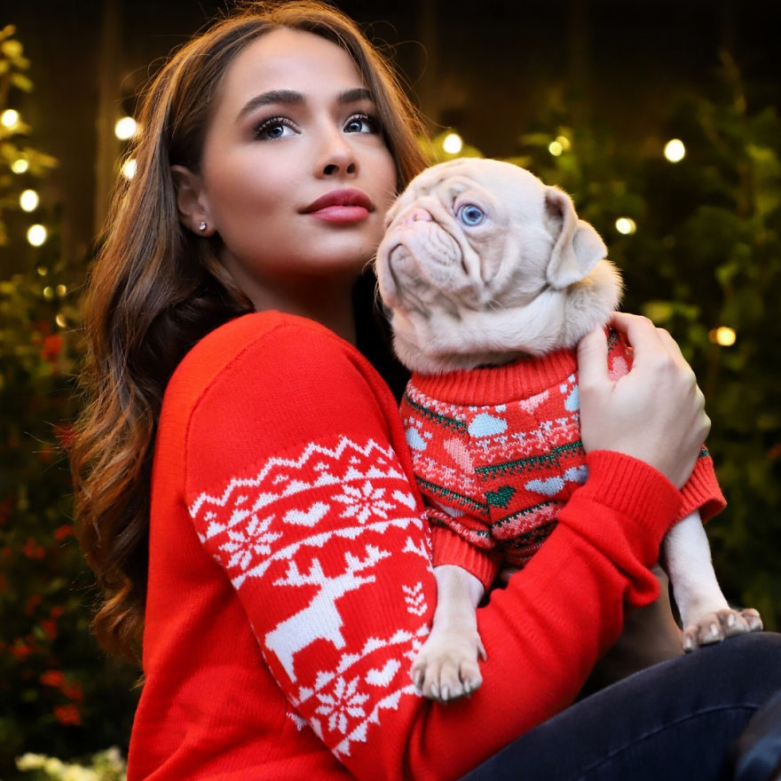 Meet Milkshake, The Albino Pug That Is Going Viral