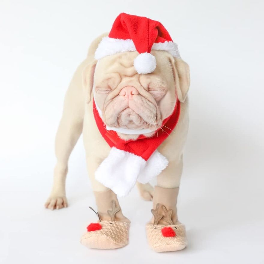 Meet Milkshake, The Albino Pug That Is Going Viral