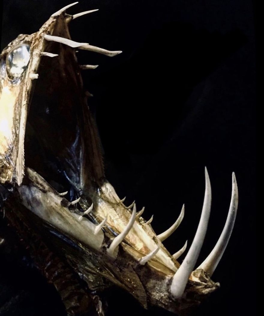 I Taxidermy Deep Sea Fish For Museums I Taxidermy Deep Sea Fish For Museums