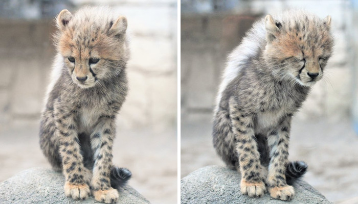 These 20 Animals Show How Exactly We Look Without Contact Lenses