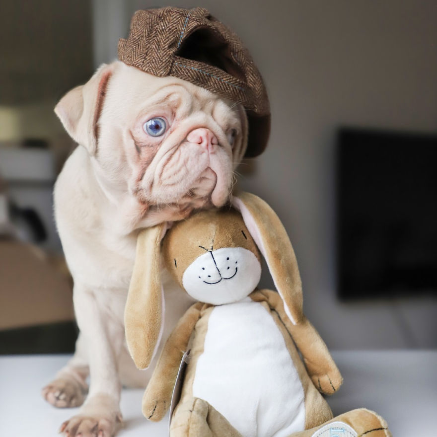 Meet Milkshake, The Albino Pug That Is Going Viral