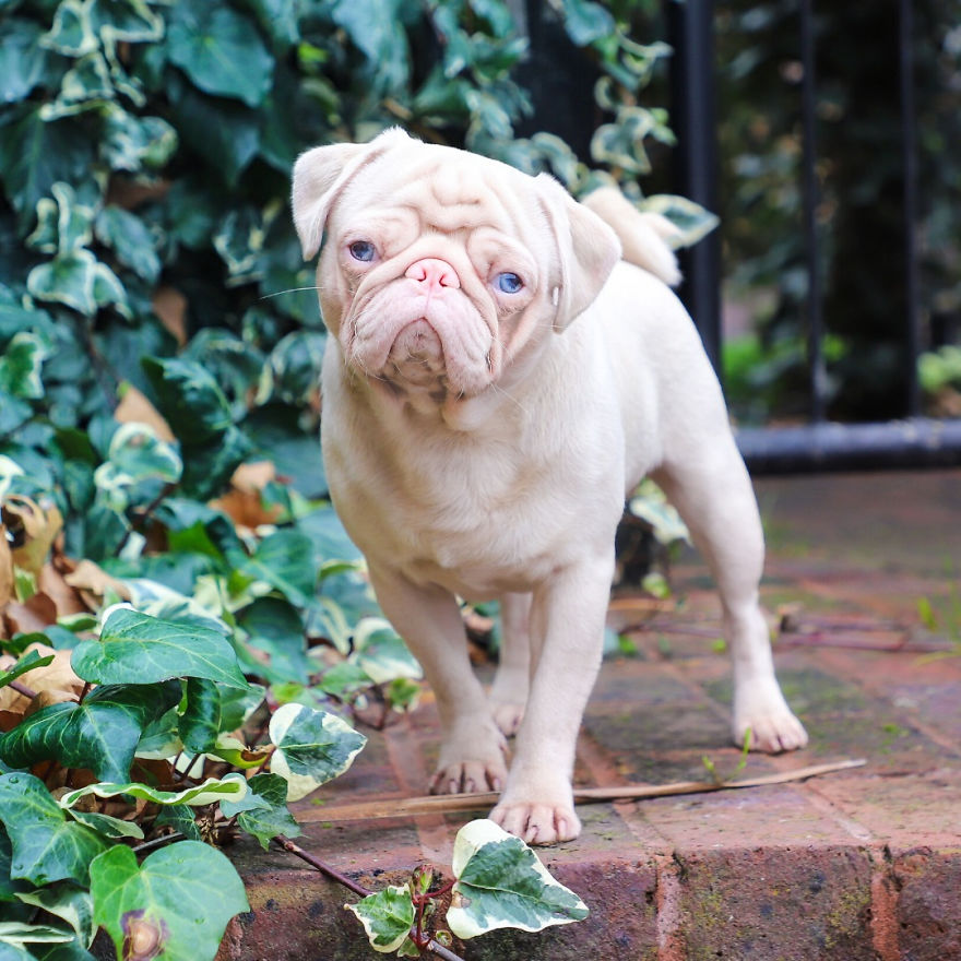 Meet Milkshake, The Albino Pug That Is Going Viral