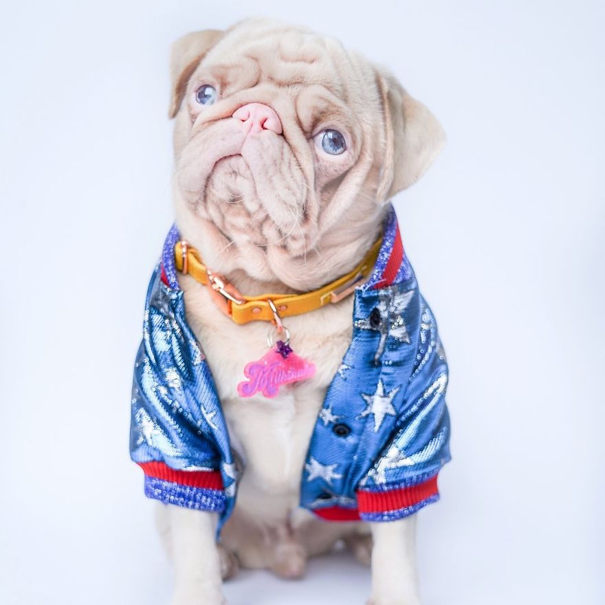 Meet Milkshake, The Albino Pug That Is Going Viral