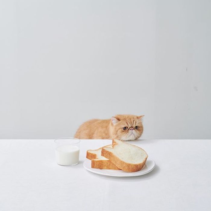 Japanese Bakery Makes Cat-Shaped Breads And They're Just Too Adorable Japanese Bakery Makes Cat-Shaped Breads And They're Just Too Adorable