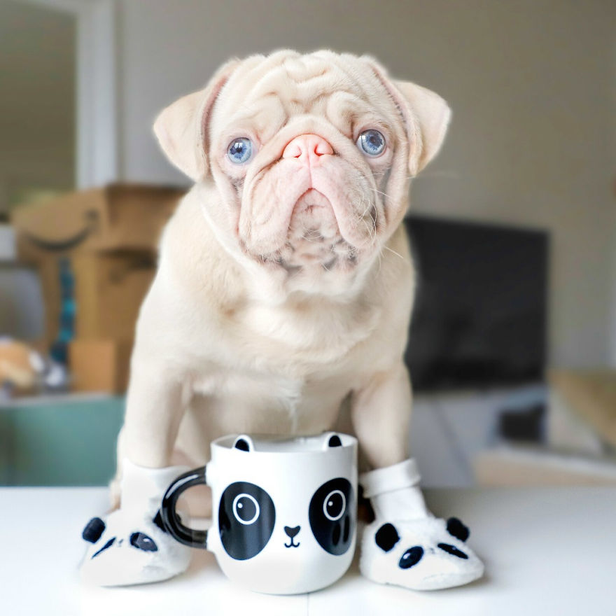Meet Milkshake, The Albino Pug That Is Going Viral