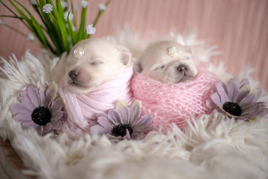 Brazilian Photographer Did The Cutest Photoshoot With Newborn Pups And It Might Melt Your Heart