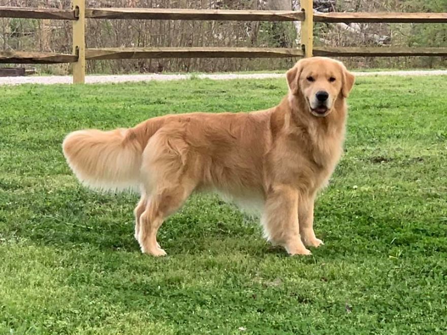 Photographer Transports Pets During Quarantine Using Photoshop
