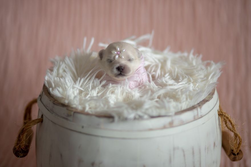 Brazilian Photographer Did The Cutest Photoshoot With Newborn Pups And It Might Melt Your Heart Brazilian Photographer Did The Cutest Photoshoot With Newborn Pups And It Might Melt Your Heart