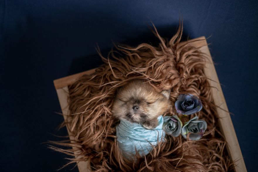 Brazilian Photographer Did The Cutest Photoshoot With Newborn Pups And It Might Melt Your Heart