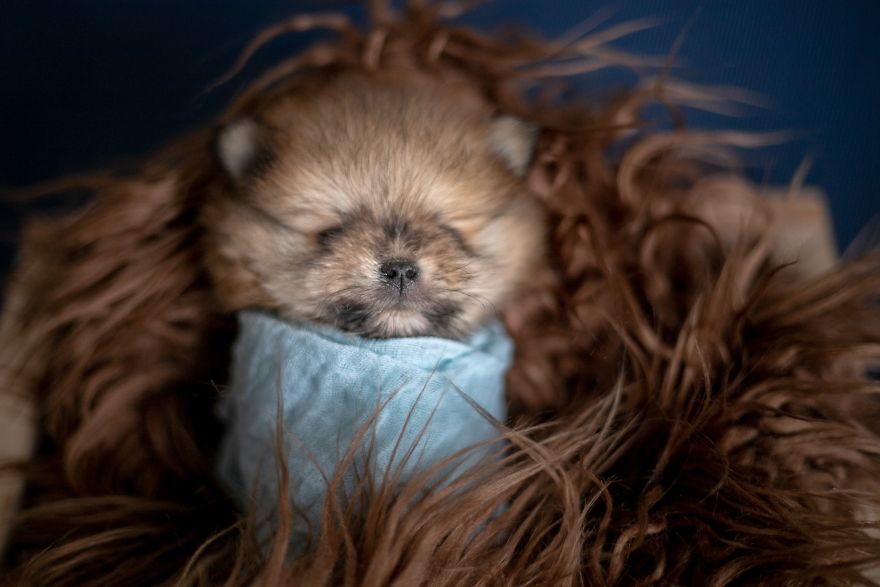 Brazilian Photographer Did The Cutest Photoshoot With Newborn Pups And It Might Melt Your Heart Brazilian Photographer Did The Cutest Photoshoot With Newborn Pups And It Might Melt Your Heart