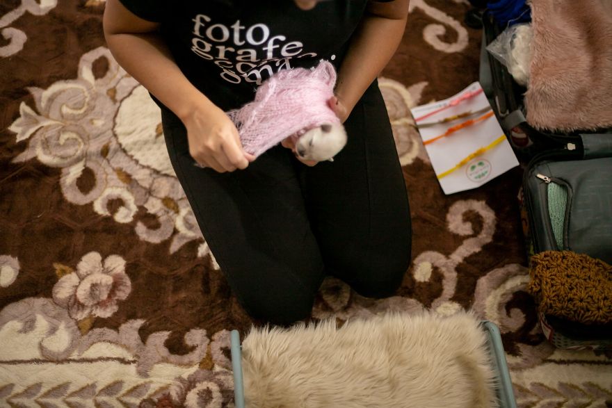 Brazilian Photographer Did The Cutest Photoshoot With Newborn Pups And It Might Melt Your Heart