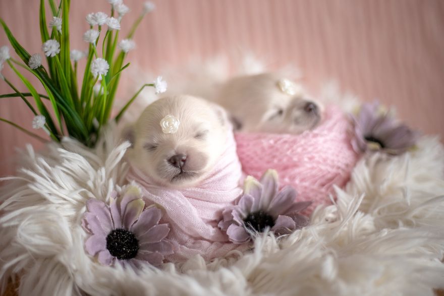 Brazilian Photographer Did The Cutest Photoshoot With Newborn Pups And It Might Melt Your Heart Brazilian Photographer Did The Cutest Photoshoot With Newborn Pups And It Might Melt Your Heart