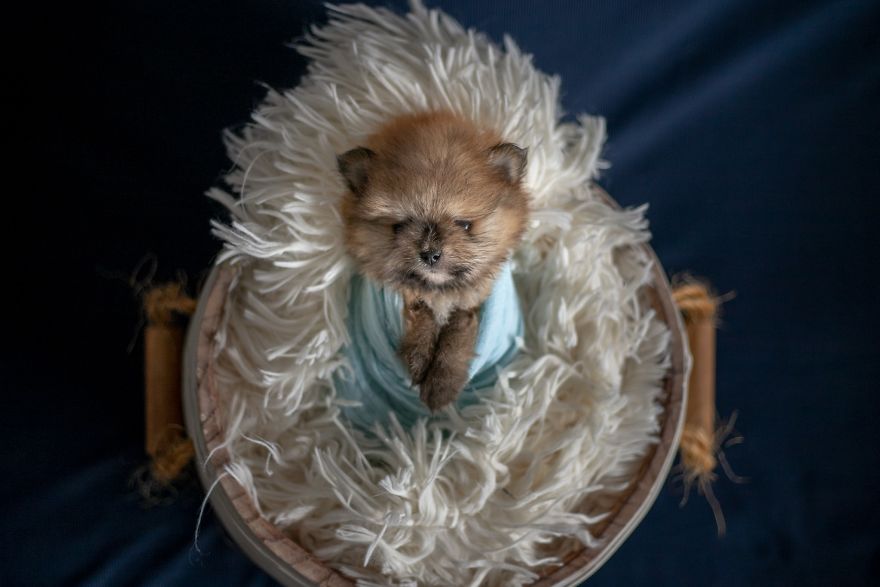 Brazilian Photographer Did The Cutest Photoshoot With Newborn Pups And It Might Melt Your Heart